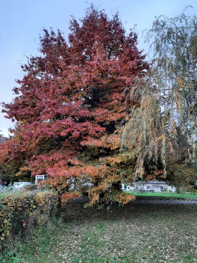 paysage d‘automne (Muriel T.)