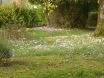 Nature automnale et sa toison de petites fleurs, avec ses écureuils en embuscade
