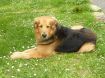 N‘oublions pas Balou le très agréable maître des lieux